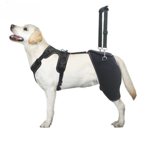 Dog Hip Brace: Relieving Joint Pain and Restoring Mobility