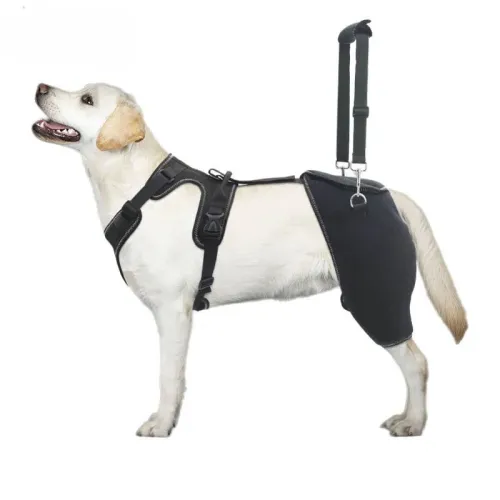Dog Hip Brace: Relieving Joint Pain and Restoring Mobility
