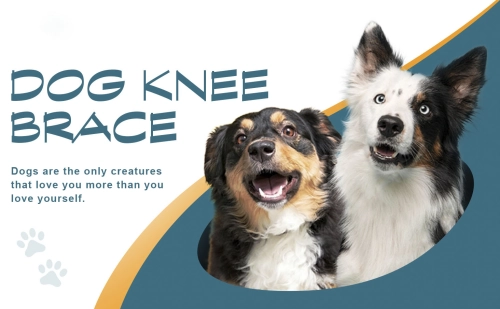 Dog Brace: Your Pup’s Comfort Hero & Your Peace of Mind 🐾
