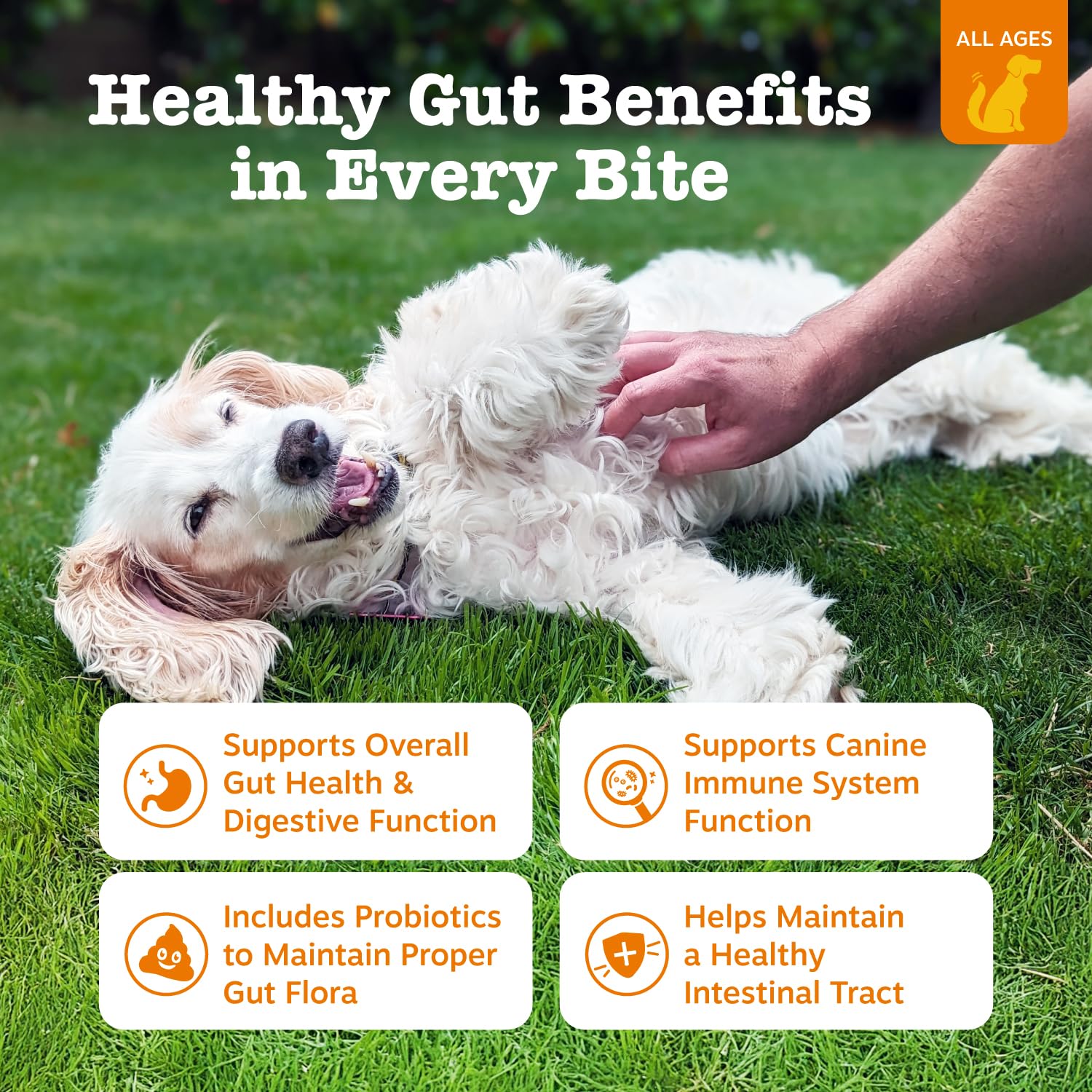 Canine Probiotic Supplement With 6 Strains Build Balanced Gut Ecosystem for Dogs