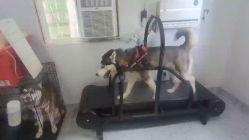 Ronzeil Non-Electric Dog Treadmill review Drew Kinley