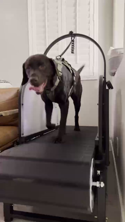 Ronzeil Non-Electric Dog Treadmill review Alexandria Truong
