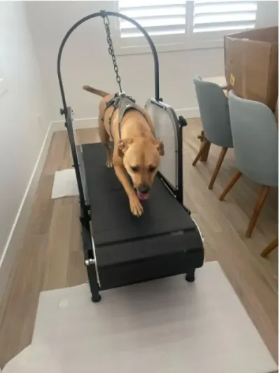Ronzeil Non-Electric Dog Treadmill review Ericka Marque 00