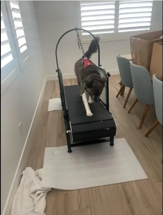 Ronzeil Non-Electric Dog Treadmill review Ericka Marque 01