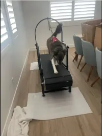 Ronzeil Non-Electric Dog Treadmill review 1