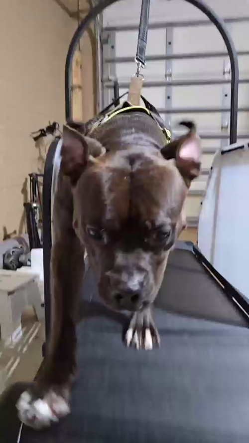 Ronzeil Non-Electric Dog Treadmill review Nicholas Newmark