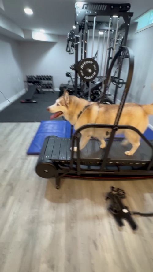 Ronzeil Non-Electric Dog Treadmill review Hagent S.