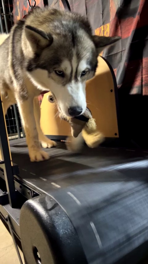 Ronzeil Non-Electric Dog Treadmill review Wicky Smith