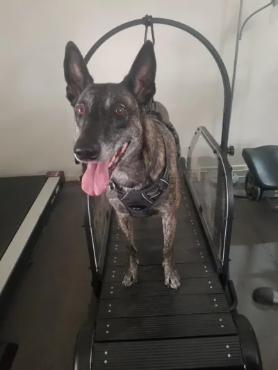 Ronzeil Non-Electric Dog Treadmill review Ashlyn Clay 00