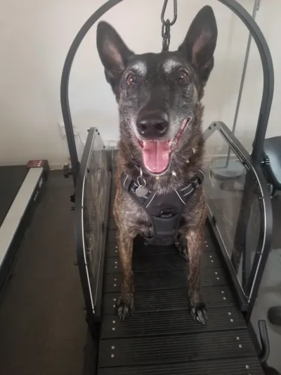 Ronzeil Non-Electric Dog Treadmill review Ashlyn Clay 01
