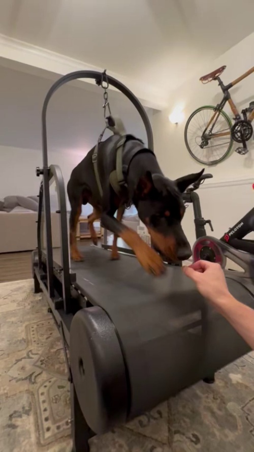 Ronzeil Non-Electric Dog Treadmill review Rafael Rios