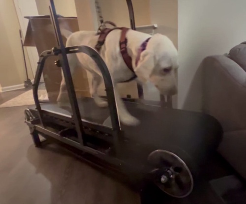 Ronzeil Non-Electric Dog Treadmill review Simper Winter