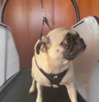 Ronzeil Non-Electric Dog Treadmill review Jeffrey Wheeler