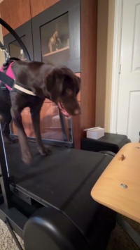 Ronzeil Non-Electric Dog Treadmill review Rachel Allen