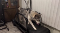 Ronzeil Non-Electric Dog Treadmill review Orlando Hidalgo