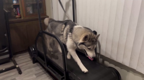 Ronzeil Non-Electric Dog Treadmill review Orlando Hidalgo