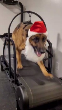 Ronzeil Non-Electric Dog Treadmill review Andrew