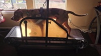 Ronzeil Non-Electric Dog Treadmill review Jessica