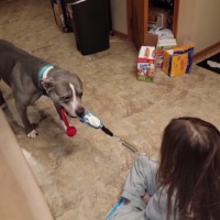Spring Pole Dog Toys For Tug Of War review Shela Smolko