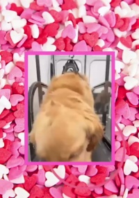 Ronzeil Non-Electric Dog Treadmill review Ray