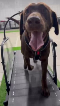 Ronzeil Non-Electric Dog Treadmill review Brendy