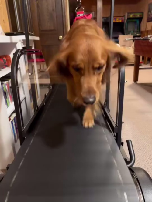 Ronzeil Non-Electric Dog Treadmill review Emily
