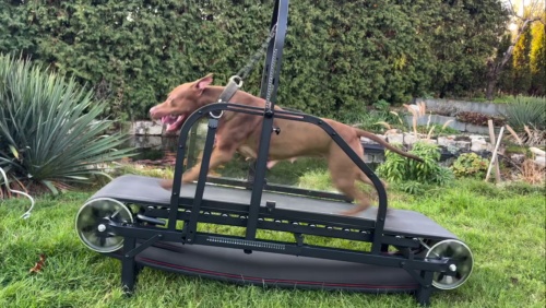 Ronzeil Non-Electric Dog Treadmill review Grzegorz Zwoliński