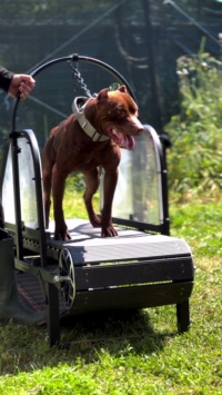 Ronzeil Non-Electric Dog Treadmill review Vincent