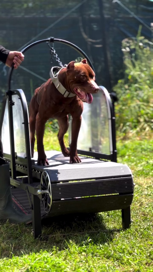 Ronzeil Non-Electric Dog Treadmill review Vincent