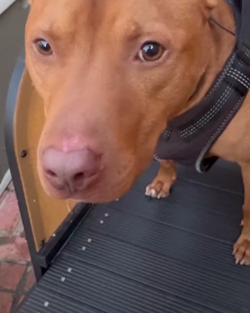 Ronzeil Non-Electric Dog Treadmill review Ivan Gamez 00