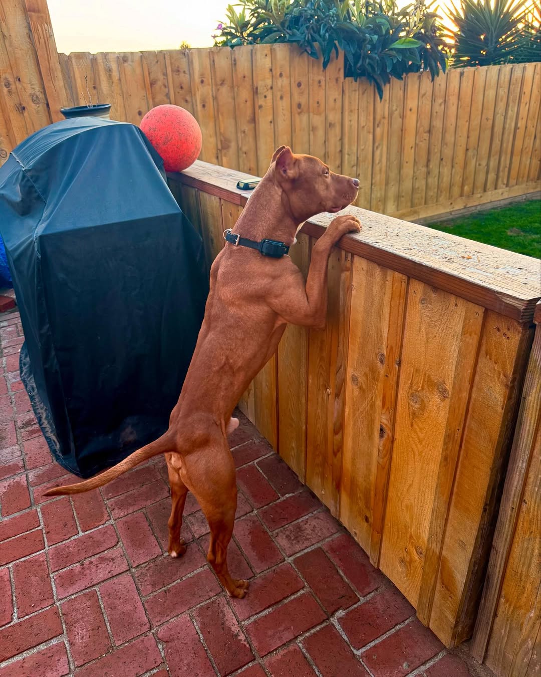 Ronzeil Non-Electric Dog Treadmill review Ivan Gamez 01