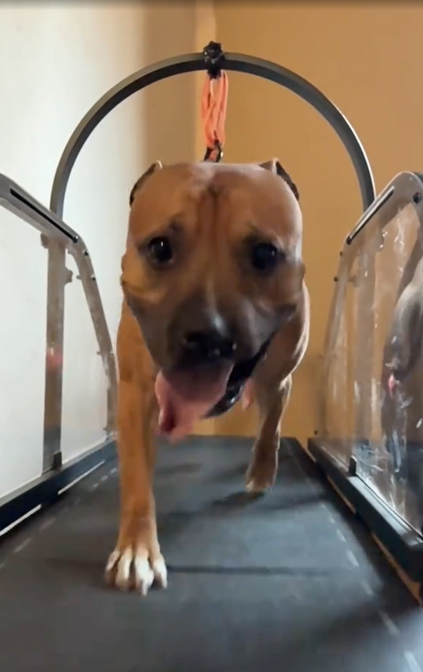 Ronzeil Non-Electric Dog Treadmill review Justin
