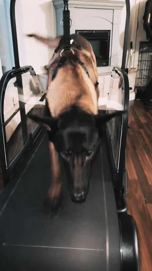 Ronzeil Non-Electric Dog Treadmill review mariano