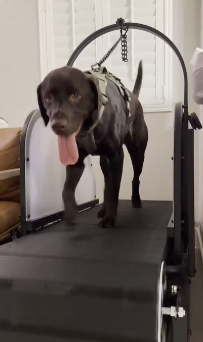 Ronzeil Non-Electric Dog Treadmill review Cynthia