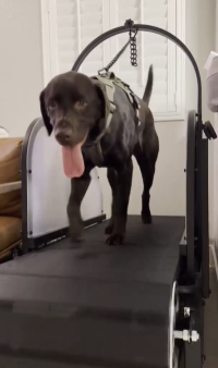Ronzeil Non-Electric Dog Treadmill review 0