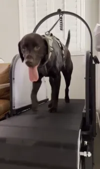 Ronzeil Non-Electric Dog Treadmill review 0