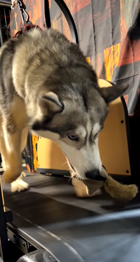 Ronzeil Non-Electric Dog Treadmill review Dawn