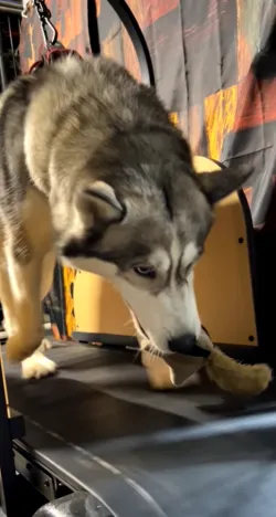 Ronzeil Non-Electric Dog Treadmill review Dawn