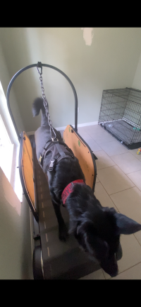Ronzeil Non-Electric Dog Treadmill review 0