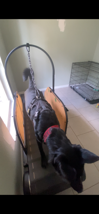 Ronzeil Non-Electric Dog Treadmill review Chloe