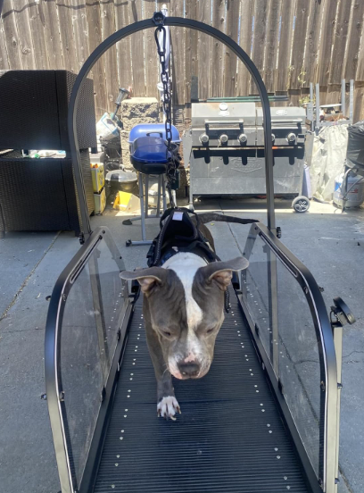 Ronzeil Non-Electric Dog Treadmill review Matan