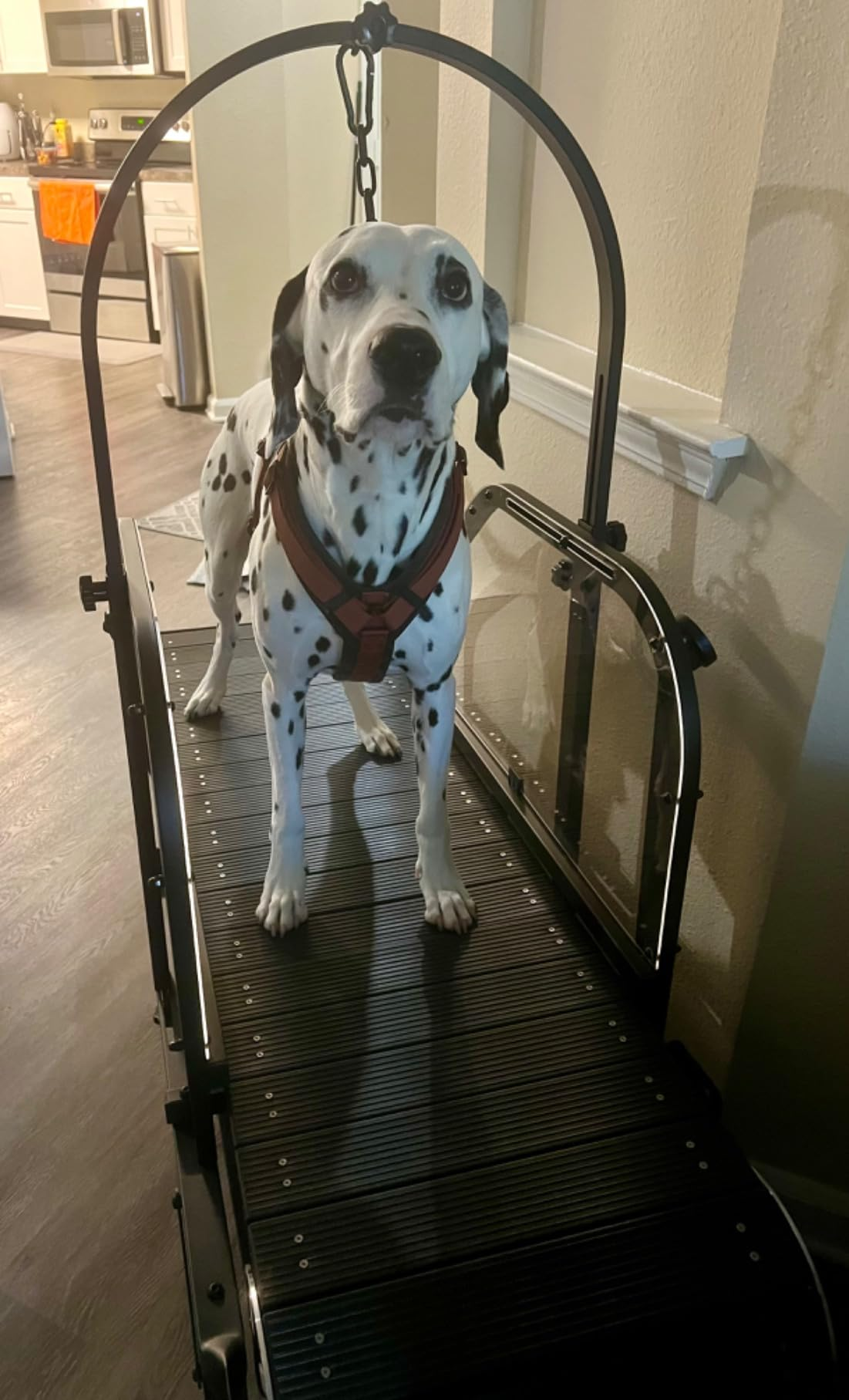 Ronzeil Non-Electric Dog Treadmill review Kirk