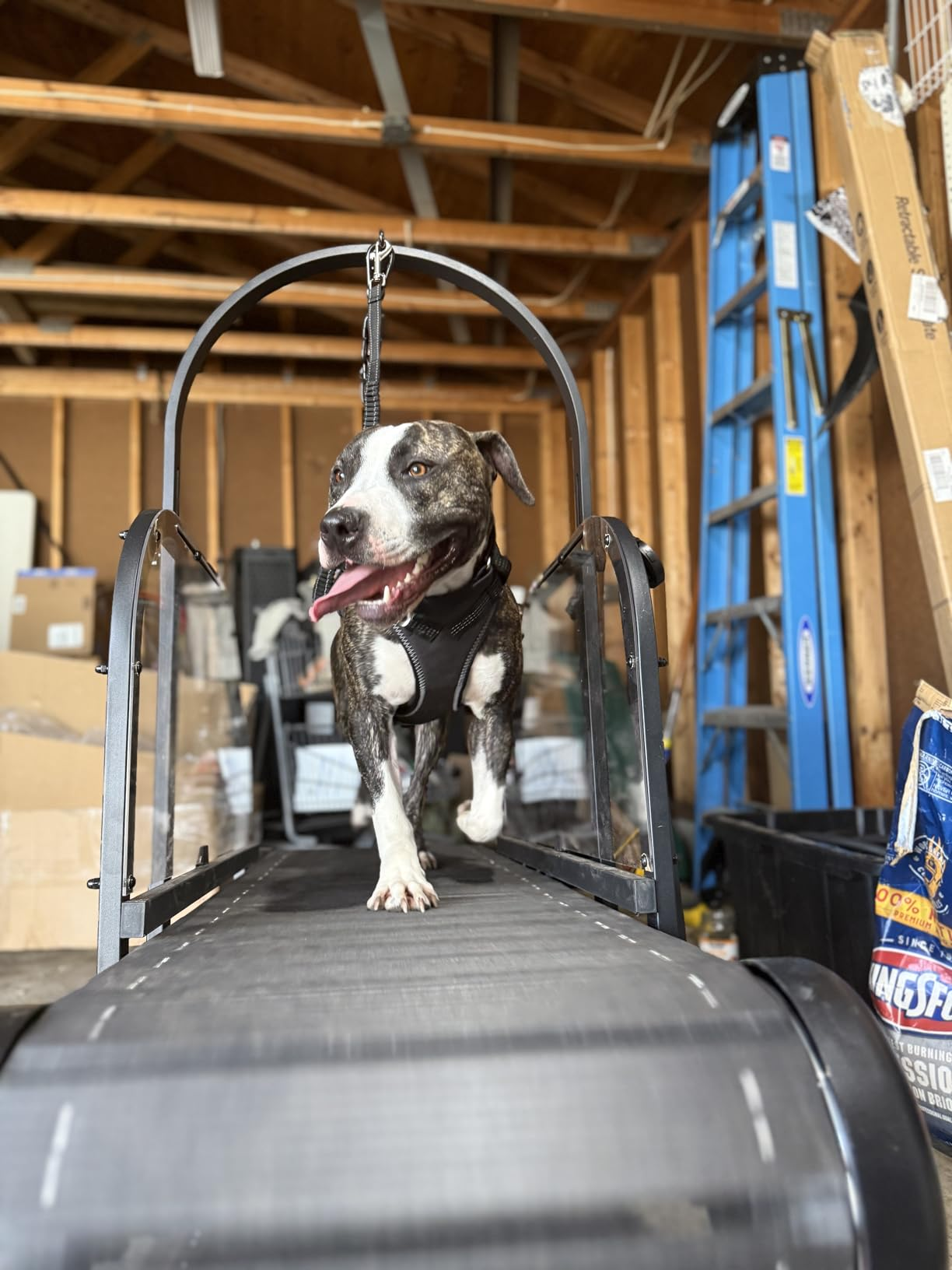Ronzeil Non-Electric Dog Treadmill review Abbie