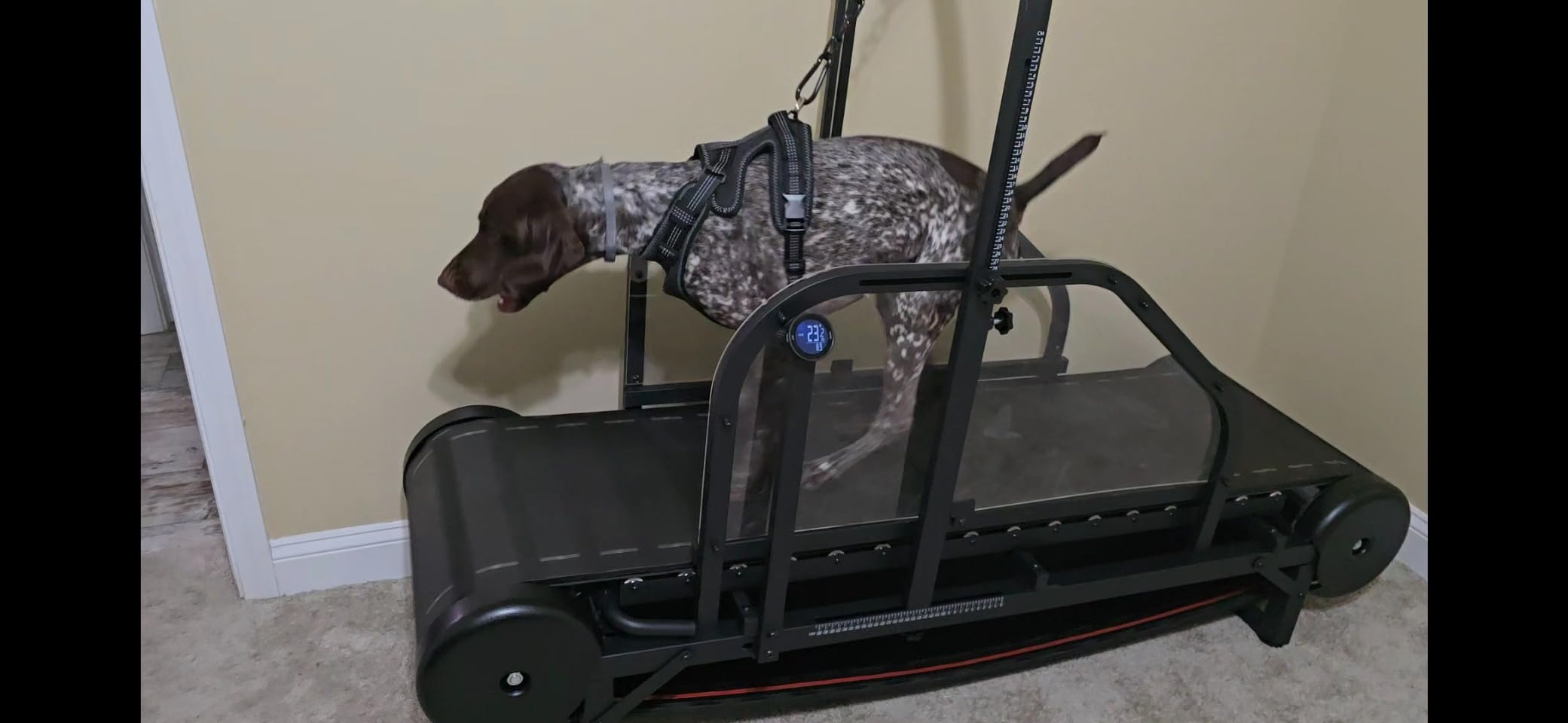 Ronzeil Non-Electric Dog Treadmill review Bryan