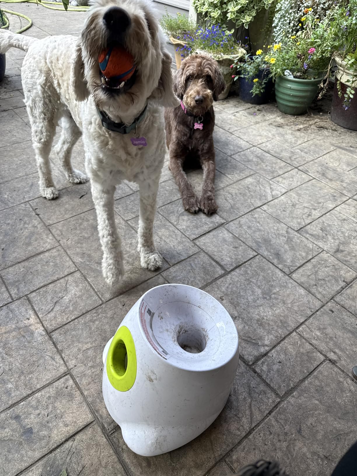 Large Automatic Ball Machine For Medium and Large Dogs Training review Gusdeocn