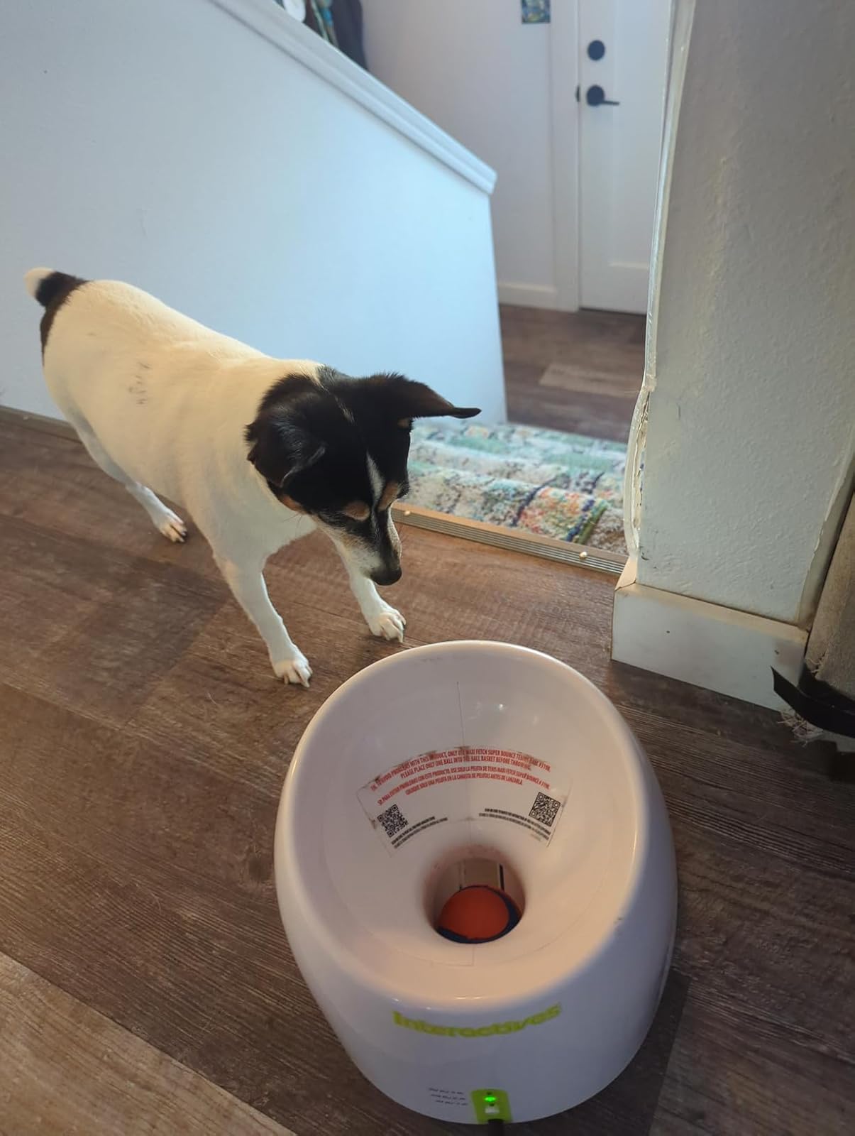 Large Automatic Ball Machine For Medium and Large Dogs Training review Tousdocn