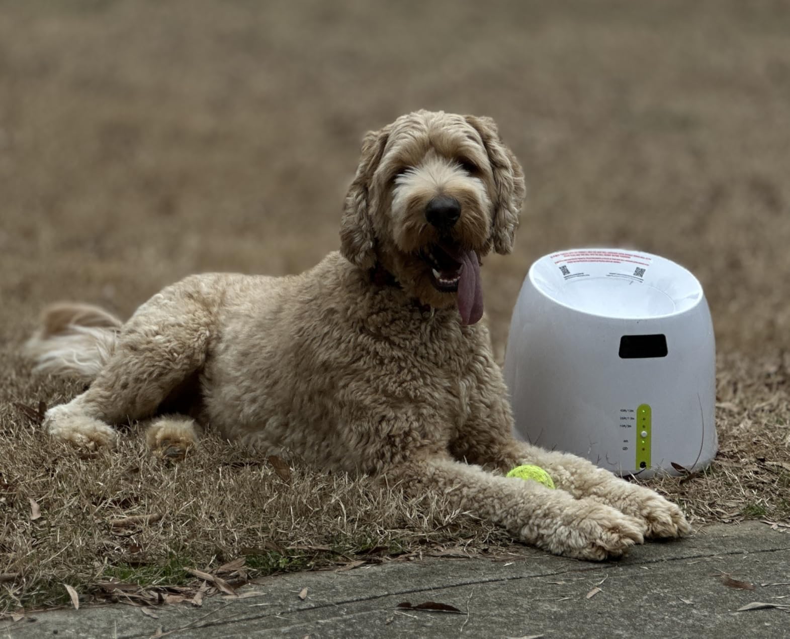 Large Automatic Ball Machine For Medium and Large Dogs Training review Wrrti