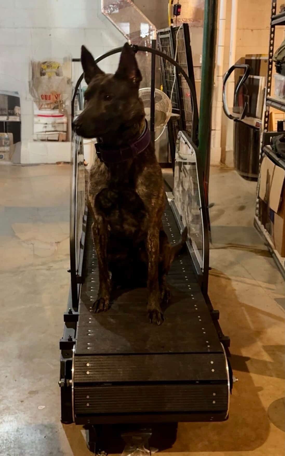 Ronzeil Non-Electric Dog Treadmill review Savanna