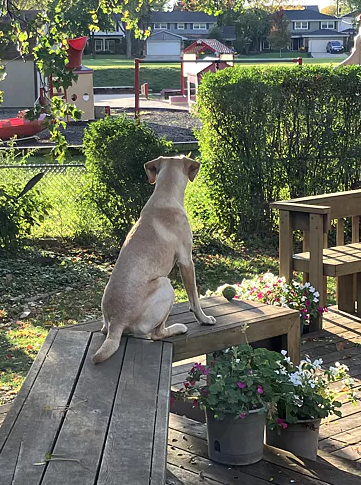 Canine Probiotic Supplement With 6 Strains Build Balanced Gut Ecosystem for Dogs review Jacqueline