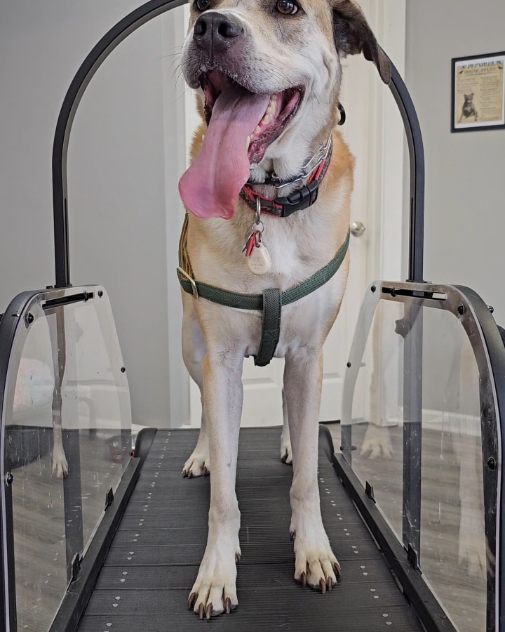 Ronzeil Non-Electric Dog Treadmill review Zuko 00